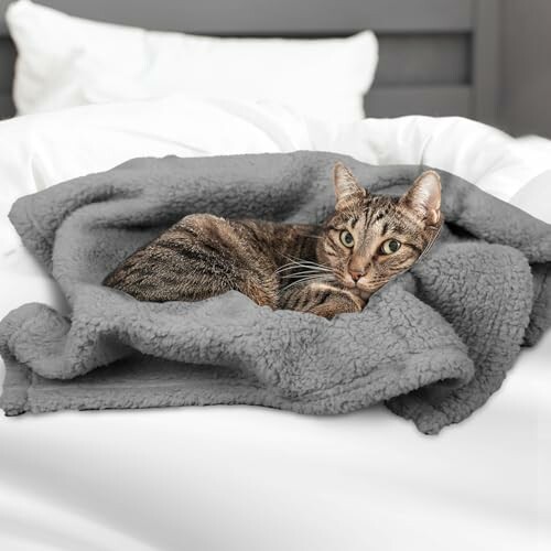 Tabby cat lying on a gray blanket on a bed