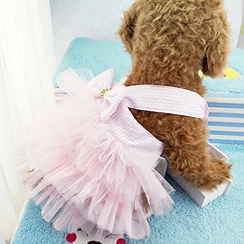 Dog wearing a pink tutu sitting on a blue surface.