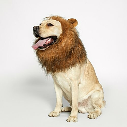 Dog wearing a lion mane costume sitting on a plain background.