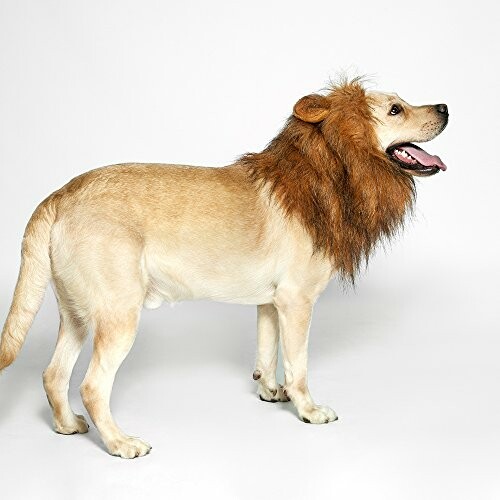 Dog wearing a lion mane costume