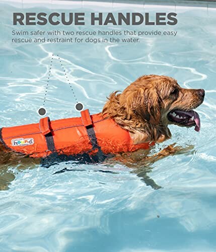 Dog in pool wearing orange life jacket with rescue handles.