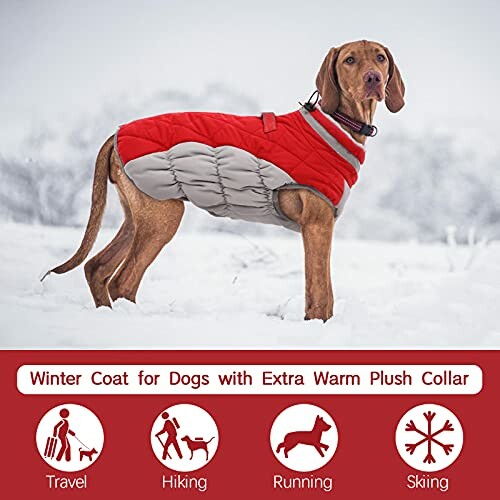 Dog wearing a red and gray winter coat standing in snow.