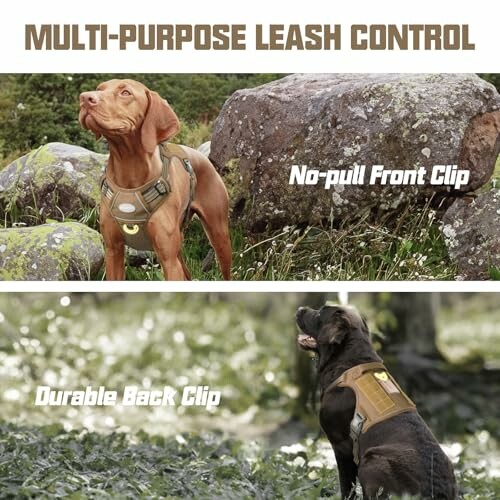 Two dogs wearing harnesses with front and back clips outdoors.